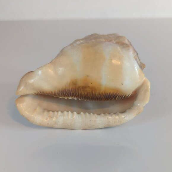 Vintage Cypraecassis Rufa Red Helmet Natural Seashell Nautical Home Decor - Picture 5 of 5